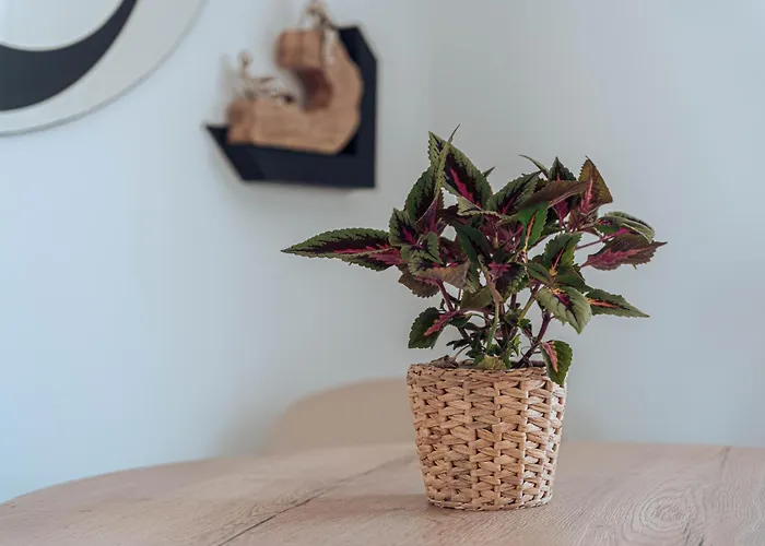 Appartamento La Moneda Burgo